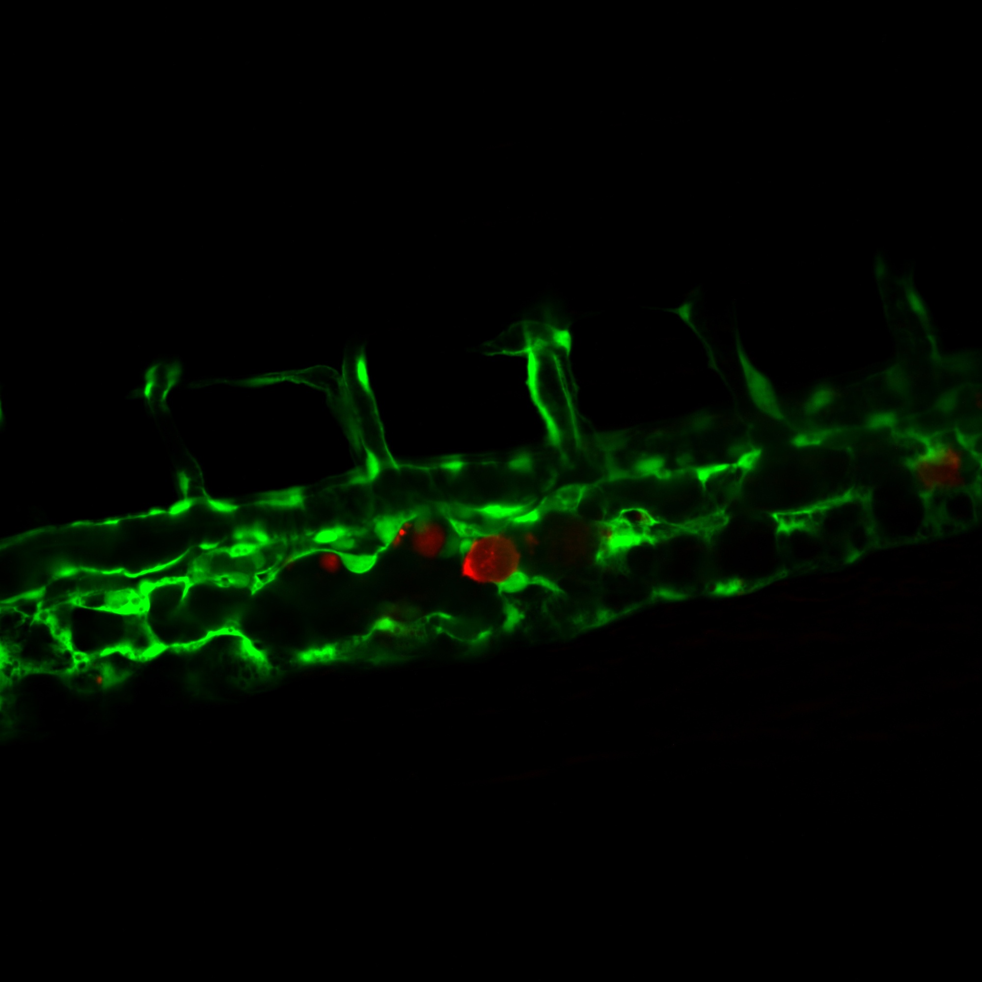 cancer cells (red) migrating inside the blood vessel of a living zebrafish embryo (green). Credit Ilkka Paatero and Guillaume Jacquemet.